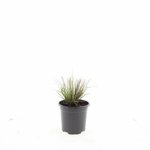 Pennisetum alopecuroides 'Hameln' C1.5 - afbeelding 13