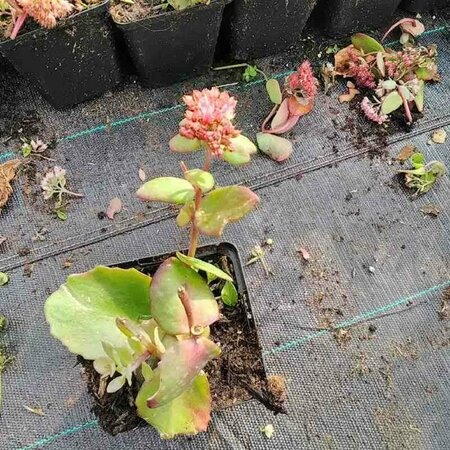 Sedum 'Matrona' P9 - afbeelding 1