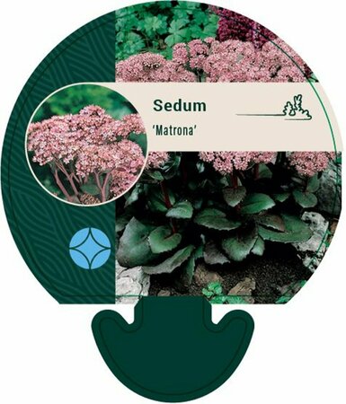 Sedum 'Matrona' P9 - afbeelding 3