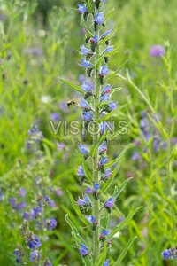 Echium vulgare P9 - afbeelding 2