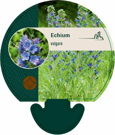 Echium vulgare P9 - afbeelding 4