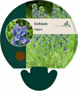 Echium vulgare P9 - afbeelding 4
