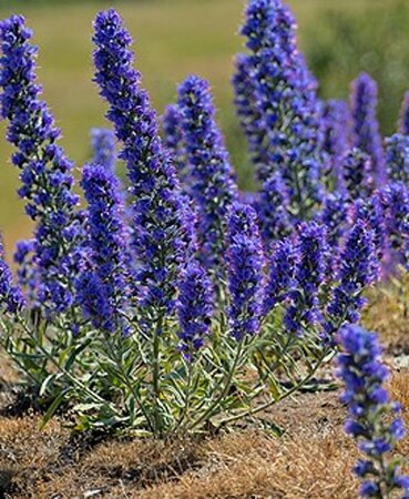 Echium vulgare P9 - afbeelding 3