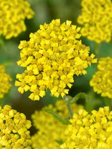 Achillea 'Coronation Gold' P9 - afbeelding 2