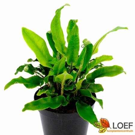 Asplenium scolopendrium P9 - afbeelding 1