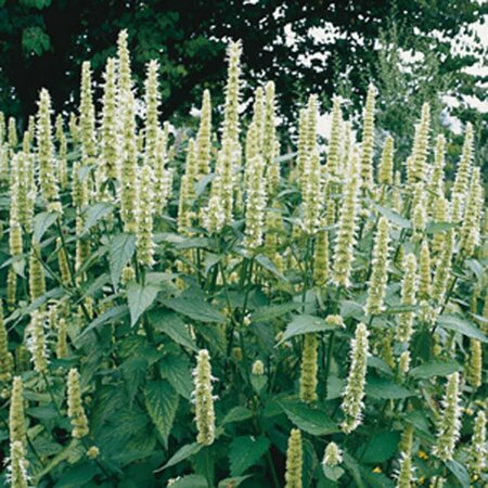 Agastache rugosa 'Alabaster' P9 - afbeelding 4