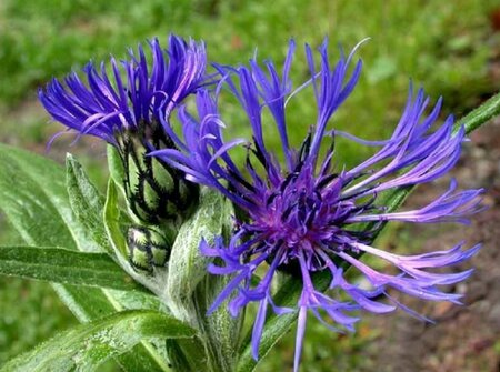 Centaurea montana P9 - afbeelding 2