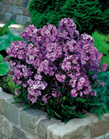 Phlox paniculata 'Blue Paradise' P9 - afbeelding 1