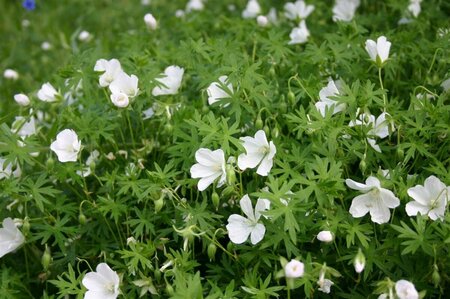 Geranium sanguineum 'Album' P9 - afbeelding 5