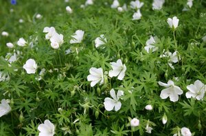 Geranium sanguineum 'Album' P9 - afbeelding 5