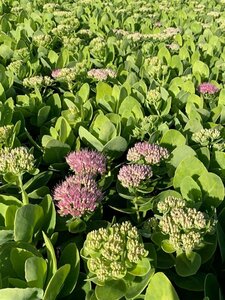 Sedum spectabile 'Brillant' P9 - afbeelding 2