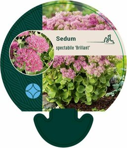 Sedum spectabile 'Brillant' P9 - afbeelding 4