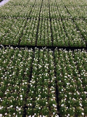 Armeria maritima 'Alba' P9 - afbeelding 5
