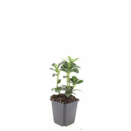 Pachysandra terminalis 'Green Carpet' P9 - afbeelding 15