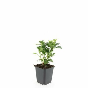 Pachysandra terminalis 'Green Carpet' P9 - afbeelding 17