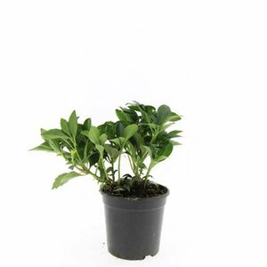 Pachysandra terminalis 'Green Carpet' P9 - afbeelding 6