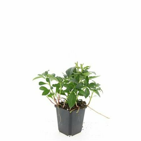 Pachysandra terminalis 'Green Carpet' P9 - afbeelding 16