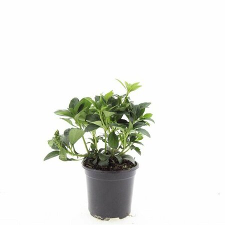 Pachysandra terminalis 'Green Carpet' P9 - afbeelding 4