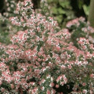 Aster latifolius 'Horizontalis' P9 - afbeelding 2