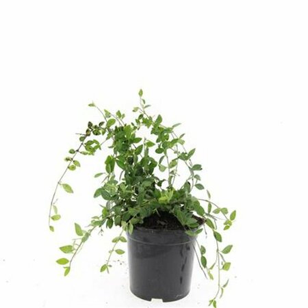 Vinca minor 'Atropurpurea' P9 - afbeelding 4
