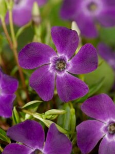 Vinca minor 'Atropurpurea' P9 - afbeelding 3