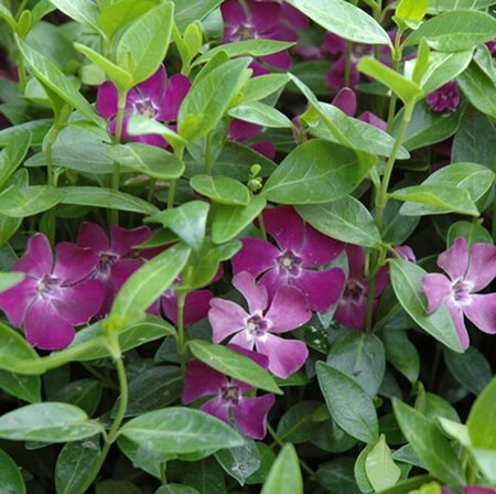 Vinca minor 'Atropurpurea' P9 - afbeelding 2
