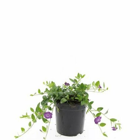 Vinca minor 'Atropurpurea' P9 - afbeelding 3