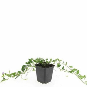 Vinca minor 'Atropurpurea' P9 - afbeelding 9