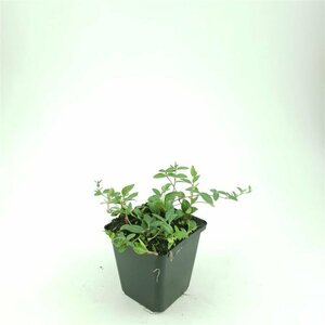 Vinca minor 'Atropurpurea' P9 - afbeelding 8