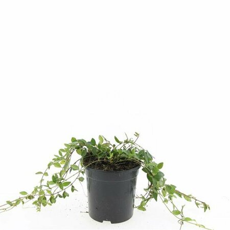 Vinca minor 'Atropurpurea' P9 - afbeelding 2