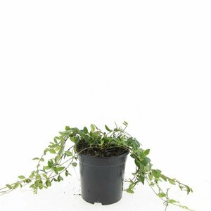 Vinca minor 'Atropurpurea' P9 - afbeelding 2