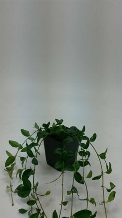 Vinca minor 'Atropurpurea' P9 - afbeelding 6