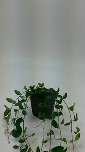 Vinca minor 'Atropurpurea' P9 - afbeelding 6