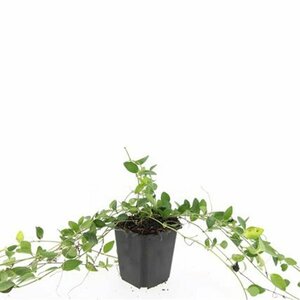 Vinca minor 'Atropurpurea' P9 - afbeelding 5