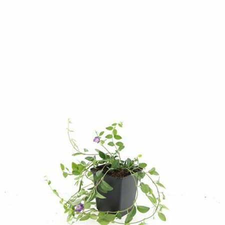 Vinca minor 'Atropurpurea' P9 - afbeelding 12
