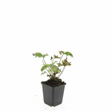 Anemone tomentosa 'Robustissima' P9 - afbeelding 2