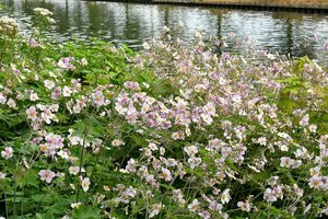 Anemone tomentosa 'Robustissima' P9 - afbeelding 5