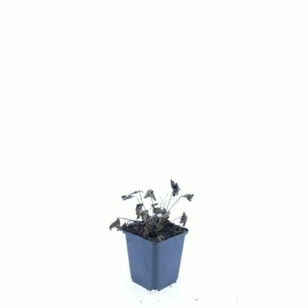 Anemone tomentosa 'Robustissima' P9 - afbeelding 3