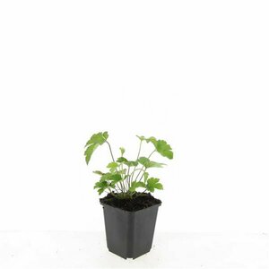 Anemone tomentosa 'Robustissima' P9 - afbeelding 4