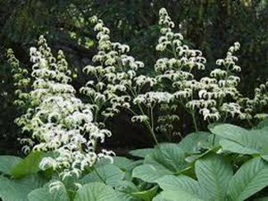 Rodgersia aesculifolia P9 - afbeelding 2