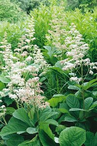 Rodgersia aesculifolia P9 - afbeelding 4