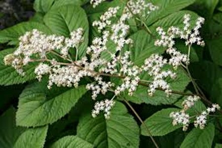Rodgersia aesculifolia P9 - afbeelding 5
