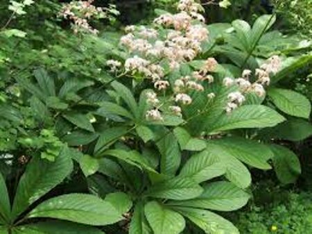 Rodgersia aesculifolia P9 - afbeelding 6
