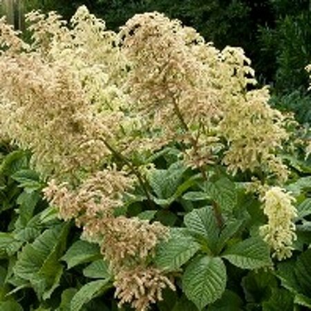 Rodgersia aesculifolia P9 - afbeelding 7