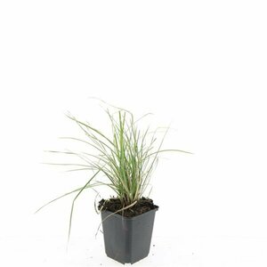 Sesleria autumnalis P9 - afbeelding 8