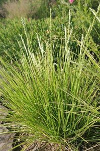 Sesleria autumnalis P9 - afbeelding 9
