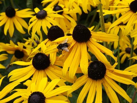 Rudbeckia fulgida 'Goldsturm' P9 - afbeelding 3