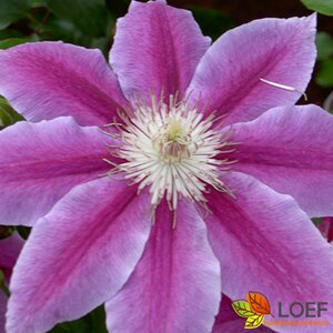 Clematis 'Dr Ruppel' C2 - afbeelding 2