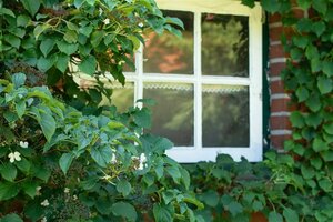 Hydrangea anomala petiolaris 150/175 C.