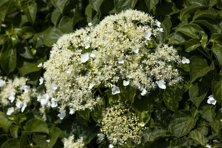 Hydrangea anomala petiolaris 100/125 C. - afbeelding 2